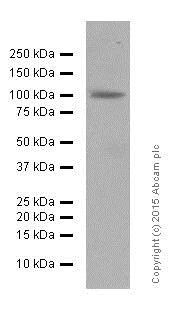 Western blot - Anti-GAB1 antibody [EPR375] - BSA and Azide free (AB240062)