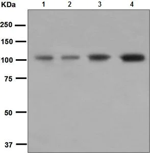 Western blot - Anti-GAB1 antibody [EPR375] - BSA and Azide free (AB240062)