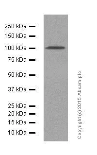 Western blot - Anti-GAB1 antibody [EPR375] - BSA and Azide free (AB240062)