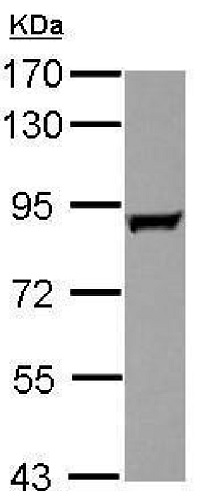 Western blot - Anti-GAB2 antibody (AB228688), expandable thumbnail