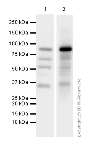 Western blot - Anti-GAB2 antibody [EP369Y] (AB32365)