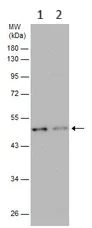 Western blot - Anti-GABA A Receptor alpha 1 antibody (AB211131)
