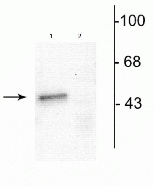 Western blot - Anti-GABA A Receptor alpha 1 antibody (AB254056), expandable thumbnail