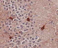 Immunohistochemistry (Formalin/PFA-fixed paraffin-embedded sections) - Anti-GABA A Receptor alpha 1 antibody (AB33299)
