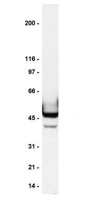 Western blot - Anti-GABA A Receptor alpha 1 antibody (AB33299)