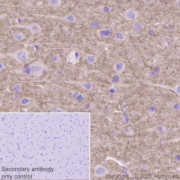 Immunohistochemistry (Formalin/PFA-fixed paraffin-embedded sections) - Anti-GABA A Receptor alpha 1 antibody [EPR23539-255] (AB252430)