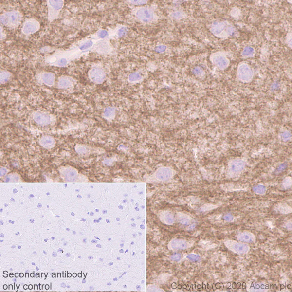 Immunohistochemistry (Formalin/PFA-fixed paraffin-embedded sections) - Anti-GABA A Receptor alpha 1 antibody [EPR23539-255] (AB252430)
