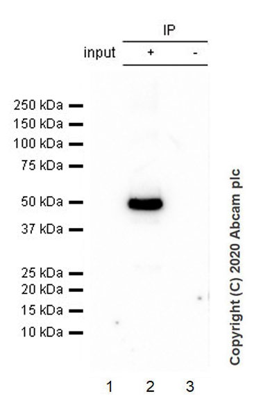 Anti-GABA A Receptor alpha 1 antibody [EPR23539-255] (ab252430