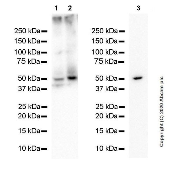 Anti-GABA A Receptor alpha 1 antibody [EPR23539-255] (ab252430