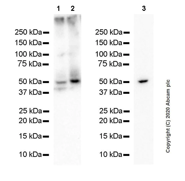 Western blot - Anti-GABA A Receptor alpha 1 antibody [EPR23539-255] (AB252430)