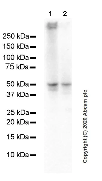 Western blot - Anti-GABA A Receptor alpha 1 antibody [EPR23539-255] (AB252430)