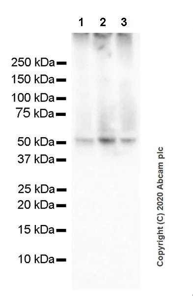 Western blot - Anti-GABA A Receptor alpha 1 antibody [EPR23539-255] (AB252430)