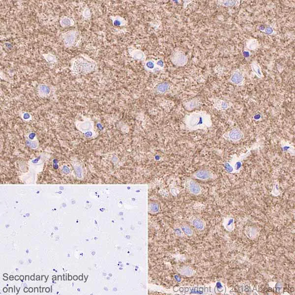 Immunohistochemistry (Formalin/PFA-fixed paraffin-embedded sections) - Anti-GABA A Receptor alpha 1 antibody [EPR5401(2)] (AB151573)