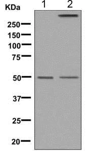 Western blot - Anti-GABA A Receptor alpha 1 antibody [EPR5401(2)] (AB151573)