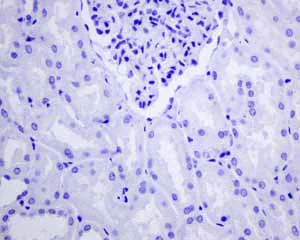 Immunohistochemistry (Formalin/PFA-fixed paraffin-embedded sections) - Anti-GABA A Receptor alpha 1 antibody [EPR5401(2)] - BSA and Azide free (AB236057)