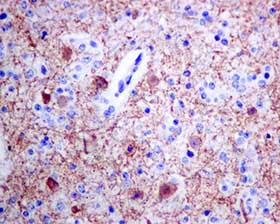 Immunohistochemistry (Formalin/PFA-fixed paraffin-embedded sections) - Anti-GABA A Receptor alpha 1 antibody [EPR5401(2)] - BSA and Azide free (AB236057)