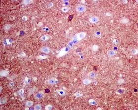 Immunohistochemistry (Formalin/PFA-fixed paraffin-embedded sections) - Anti-GABA A Receptor alpha 1 antibody [EPR5401(2)] - BSA and Azide free (AB236057)