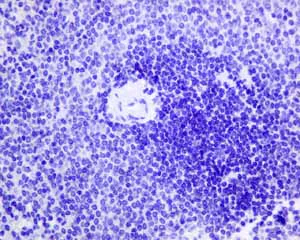 Immunohistochemistry (Formalin/PFA-fixed paraffin-embedded sections) - Anti-GABA A Receptor alpha 1 antibody [EPR5401(2)] - BSA and Azide free (AB236057)