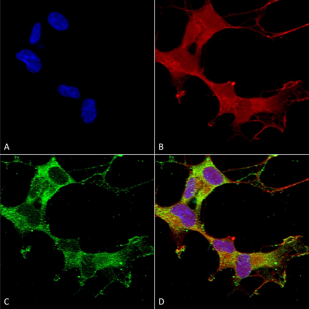 Immunocytochemistry/ Immunofluorescence - Anti-GABA A Receptor alpha 1 antibody [N95/35] (AB94585), expandable thumbnail