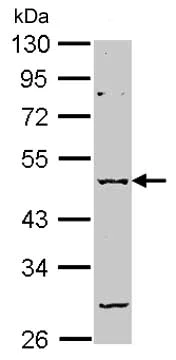 Western blot - Anti-GABA A Receptor alpha 2/GABRA2 antibody (AB153980)