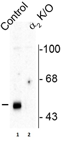 Western blot - Anti-GABA A Receptor alpha 2/GABRA2 antibody (AB72445), expandable thumbnail