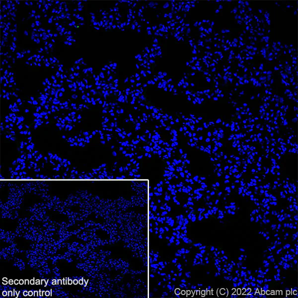 Immunohistochemistry (Frozen sections) - Anti-GABA A Receptor alpha 2/GABRA2 antibody [EPR26485-185] (AB307359)