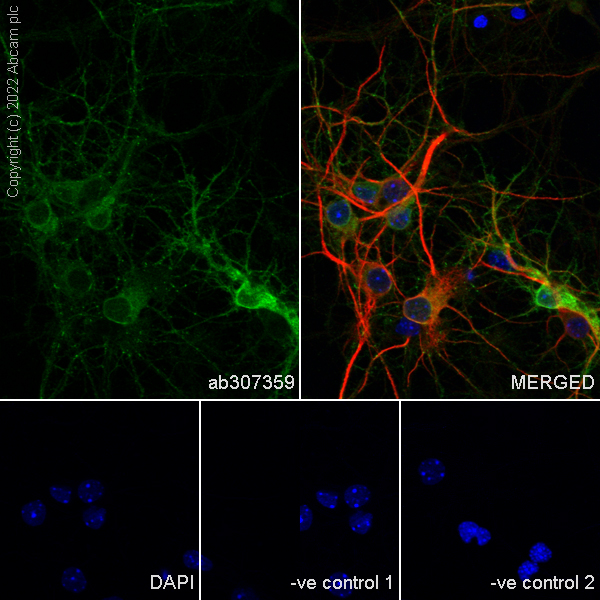 Immunocytochemistry/ Immunofluorescence - Anti-GABA A Receptor alpha 2/GABRA2 antibody [EPR26485-185] - BSA and Azide free (ab307360), expandable thumbnail