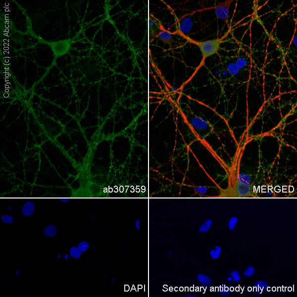 Immunocytochemistry/ Immunofluorescence - Anti-GABA A Receptor alpha 2/GABRA2 antibody [EPR26485-185] - BSA and Azide free (ab307360), expandable thumbnail