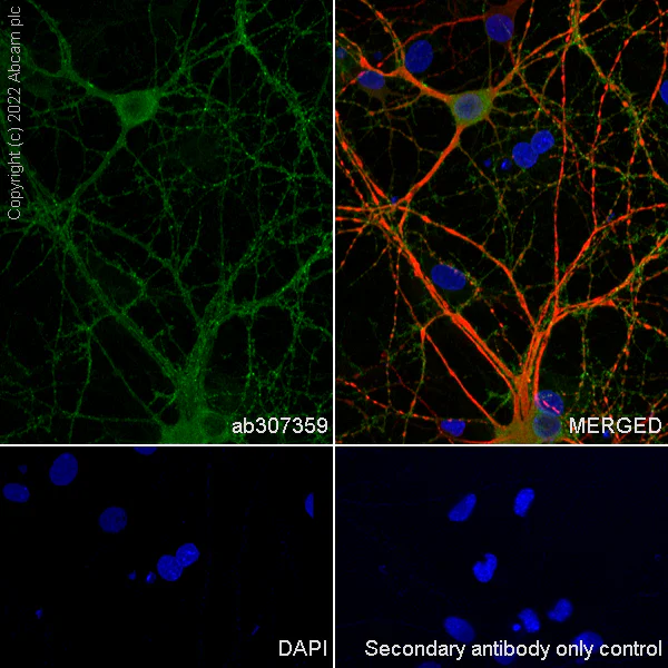 Immunocytochemistry/ Immunofluorescence - Anti-GABA A Receptor alpha 2/GABRA2 antibody [EPR26485-185] - BSA and Azide free (AB307360)
