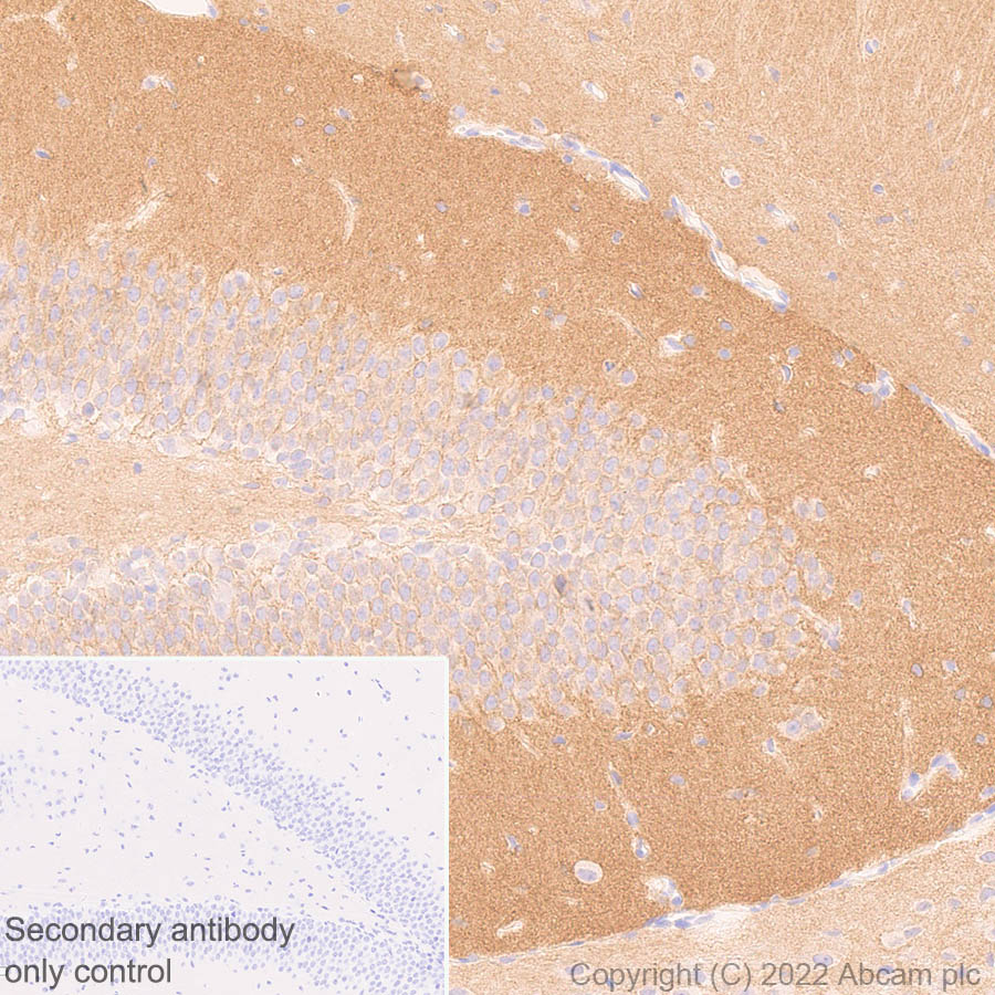 Immunohistochemistry (Formalin/PFA-fixed paraffin-embedded sections) - Anti-GABA A Receptor alpha 2/GABRA2 antibody [EPR26485-185] - BSA and Azide free (ab307360), expandable thumbnail