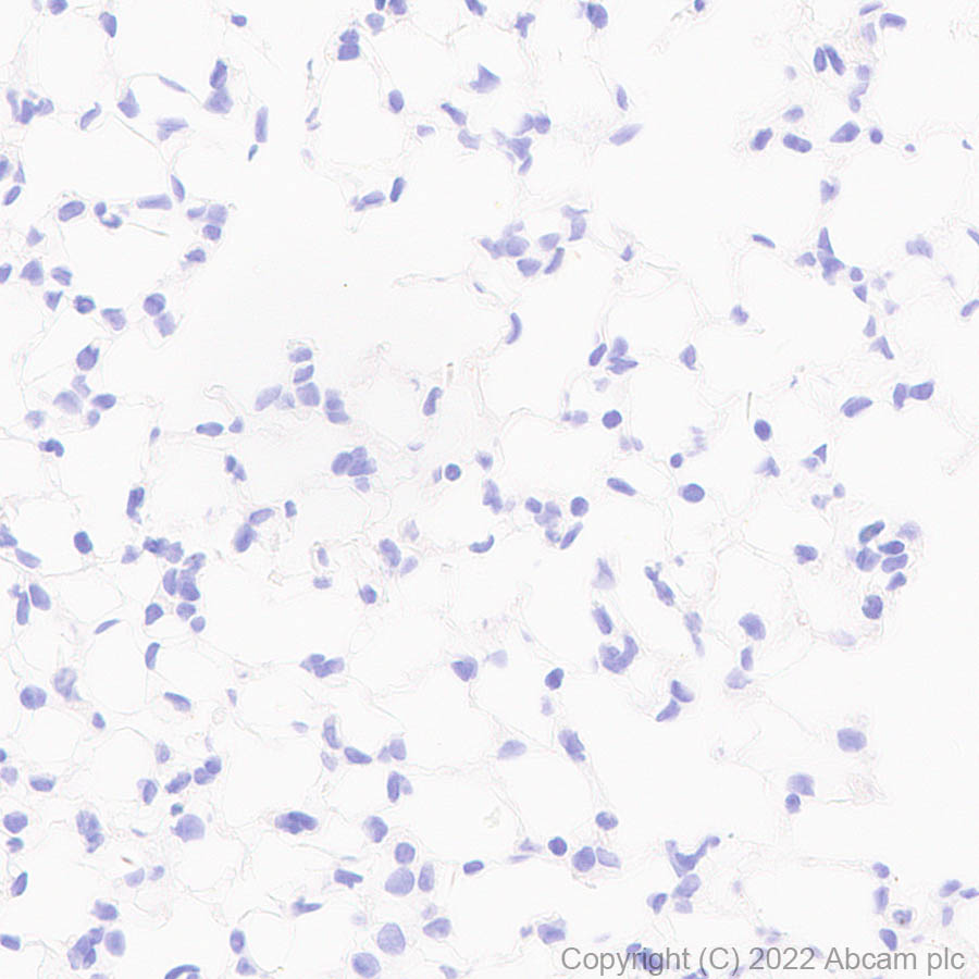 Immunohistochemistry (Formalin/PFA-fixed paraffin-embedded sections) - Anti-GABA A Receptor alpha 2/GABRA2 antibody [EPR26485-185] - BSA and Azide free (ab307360), expandable thumbnail