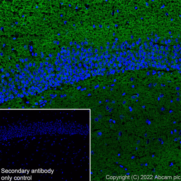Immunohistochemistry (Frozen sections) - Anti-GABA A Receptor alpha 2/GABRA2 antibody [EPR26485-185] - BSA and Azide free (ab307360), expandable thumbnail