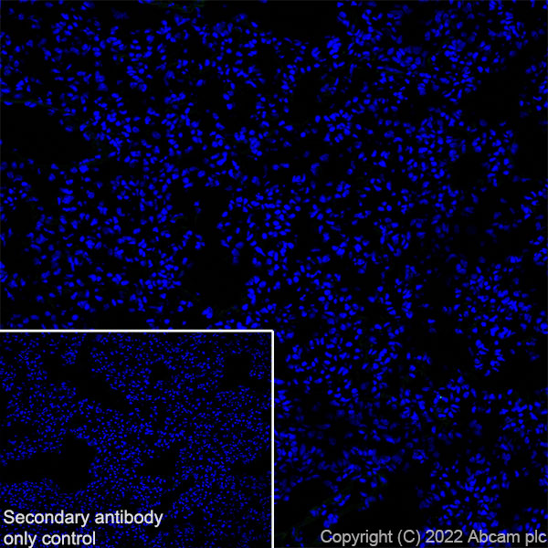 Immunohistochemistry (Frozen sections) - Anti-GABA A Receptor alpha 2/GABRA2 antibody [EPR26485-185] - BSA and Azide free (ab307360), expandable thumbnail