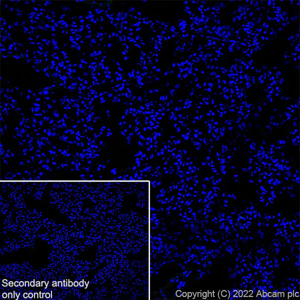 Immunohistochemistry (Frozen sections) - Anti-GABA A Receptor alpha 2/GABRA2 antibody [EPR26485-185] - BSA and Azide free (AB307360)