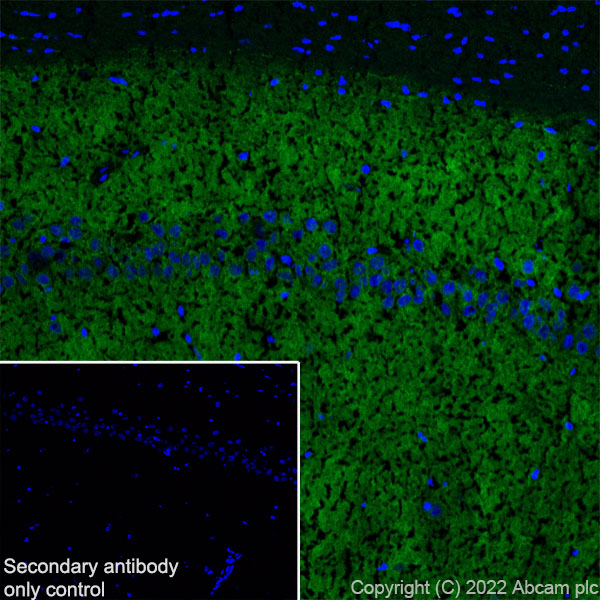 Immunohistochemistry (Frozen sections) - Anti-GABA A Receptor alpha 2/GABRA2 antibody [EPR26485-185] - BSA and Azide free (ab307360), expandable thumbnail