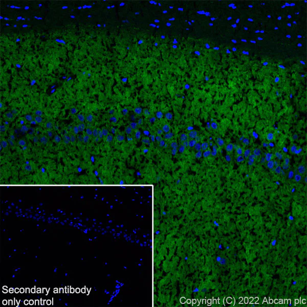 Immunohistochemistry (Frozen sections) - Anti-GABA A Receptor alpha 2/GABRA2 antibody [EPR26485-185] - BSA and Azide free (AB307360)