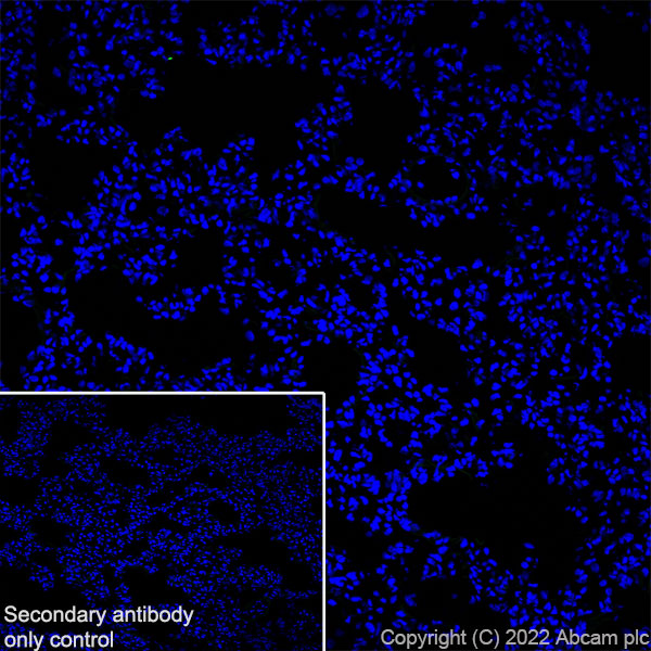 Immunohistochemistry (Frozen sections) - Anti-GABA A Receptor alpha 2/GABRA2 antibody [EPR26485-185] - BSA and Azide free (ab307360), expandable thumbnail