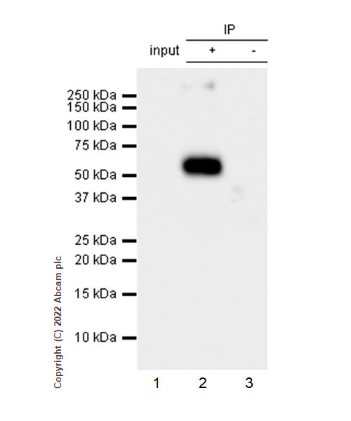 Immunoprecipitation - Anti-GABA A Receptor alpha 2/GABRA2 antibody [EPR26485-185] - BSA and Azide free (AB307360), expandable thumbnail