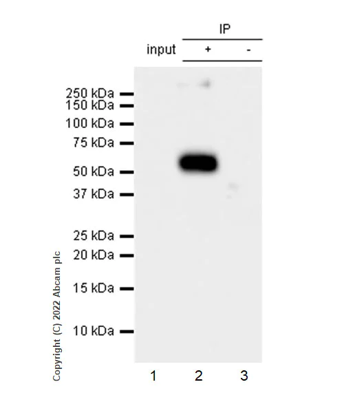 Immunoprecipitation - Anti-GABA A Receptor alpha 2/GABRA2 antibody [EPR26485-185] - BSA and Azide free (AB307360)