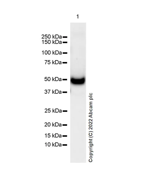 Western blot - Anti-GABA A Receptor alpha 2/GABRA2 antibody [EPR26485-185] - BSA and Azide free (AB307360)