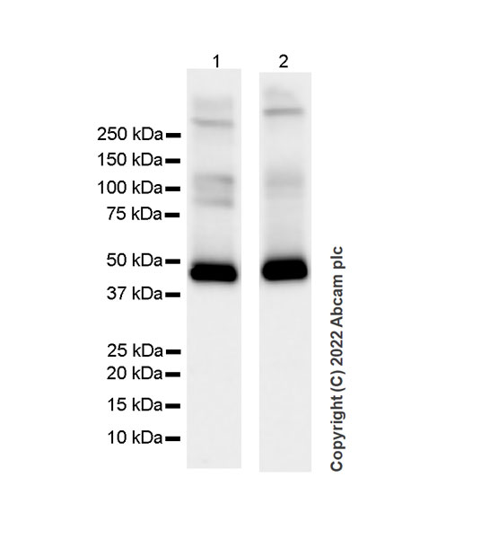 Western blot - Anti-GABA A Receptor alpha 2/GABRA2 antibody [EPR26485-185] - BSA and Azide free (AB307360), expandable thumbnail