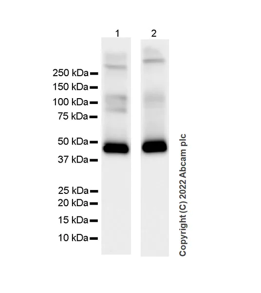 Western blot - Anti-GABA A Receptor alpha 2/GABRA2 antibody [EPR26485-185] - BSA and Azide free (AB307360)