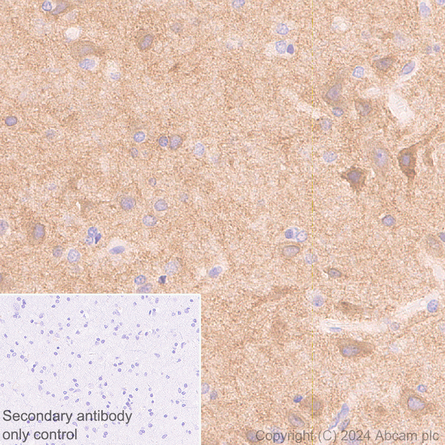 Immunohistochemistry (Formalin/PFA-fixed paraffin-embedded sections) - Anti-GABA A Receptor alpha 3/GABRA3 antibody [EPR28364-82] (AB316969)