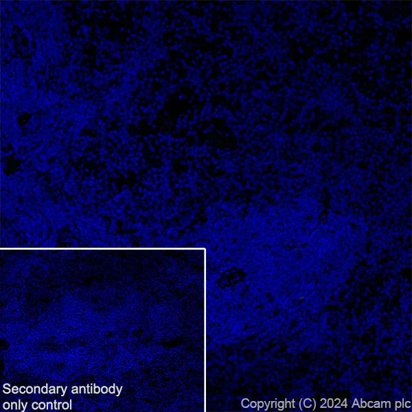 Immunohistochemistry (Frozen sections) - Anti-GABA A Receptor alpha 3/GABRA3 antibody [EPR28364-82] (AB316969)