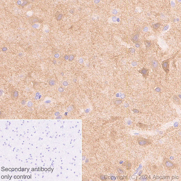 Immunohistochemistry (Formalin/PFA-fixed paraffin-embedded sections) - Anti-GABA A Receptor alpha 3/GABRA3 antibody [EPR28364-82] - BSA and Azide free (AB316970)