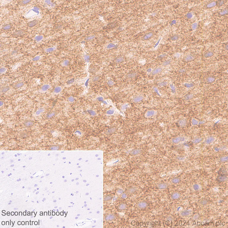 Immunohistochemistry (Formalin/PFA-fixed paraffin-embedded sections) - Anti-GABA A Receptor alpha 3/GABRA3 antibody [EPR28364-82] - BSA and Azide free (AB316970)