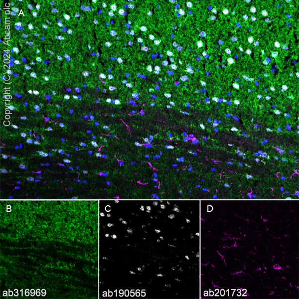 Immunohistochemistry (Frozen sections) - Anti-GABA A Receptor alpha 3/GABRA3 antibody [EPR28364-82] - BSA and Azide free (ab316970), expandable thumbnail
