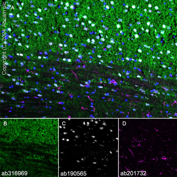 Immunohistochemistry (Frozen sections) - Anti-GABA A Receptor alpha 3/GABRA3 antibody [EPR28364-82] - BSA and Azide free (AB316970)