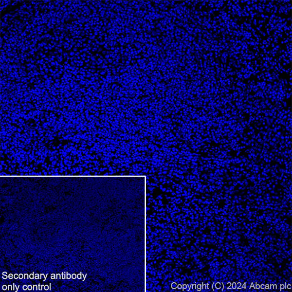 Immunohistochemistry (Frozen sections) - Anti-GABA A Receptor alpha 3/GABRA3 antibody [EPR28364-82] - BSA and Azide free (AB316970)