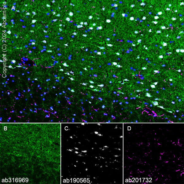 Immunohistochemistry (Frozen sections) - Anti-GABA A Receptor alpha 3/GABRA3 antibody [EPR28364-82] - BSA and Azide free (AB316970)